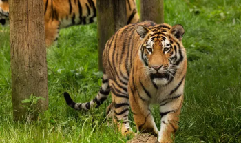 Meet the Tigers at Whipsnade Zoo!