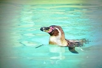 How about a Penguin Feeding Experience?