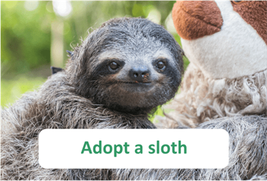 Adopt a Sloth from the Sloth Conservation Foundation