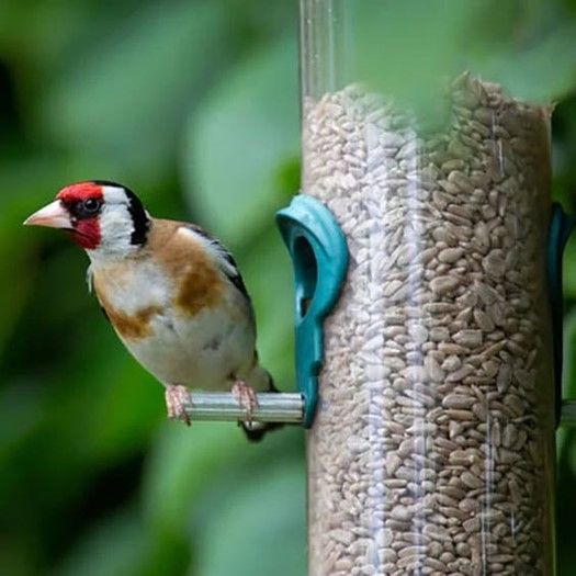 There are Premium Sunflower Heart Kernels