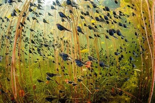 Congratulations to the Winner of Wildlife Photographer of the Year 2024, Shane Gross