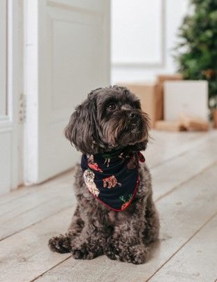 There are Christmas jumpers for all the family!