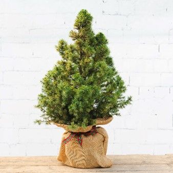 How about a MIni Potted Christmas Tree?