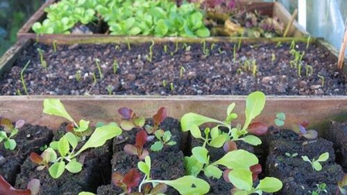 Red Letter Days list an Online Self Sufficient Vegetable Gardening Course for One in a Virtual Classroom