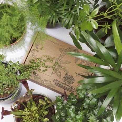 How about a Monthly Tropical Houseplant Seed Subscription Box?