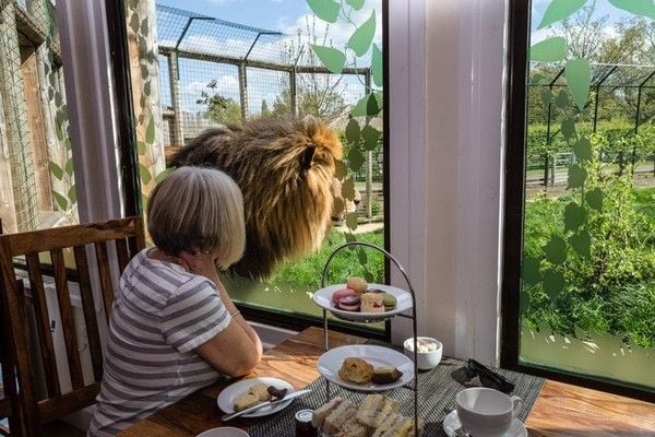 Tuck in to a Paul Hollywood Afternoon Tea for Two at The Big Cat Sanctuary