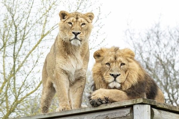 The sanctuary is home to a number of endangered big cats, everyone very special