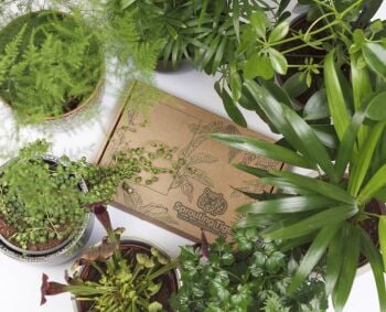 How about a Three Month Tropical Houseplant Seed Subscription Box?