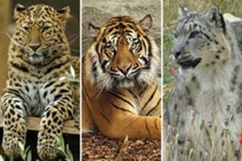 How about a Big Cat Encounter and Afternoon Tea for Two at Twycross Zoo?