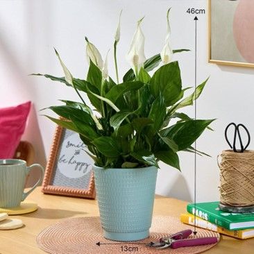 Flying Flowers have a Serene Peace Lily