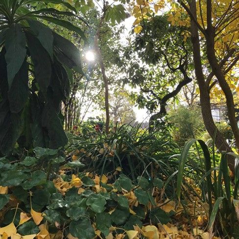 How about a London Botanical Institute Tour And Cream Tea For Two?