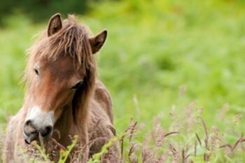Many of the 46 Wildlife Trusts  have appeals so you could support one of these with a donation