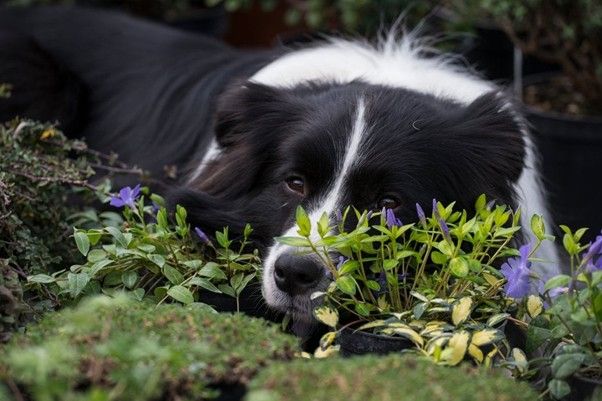 Read the five tips for creating a dog friendly garden from the RHS and Battersea here
