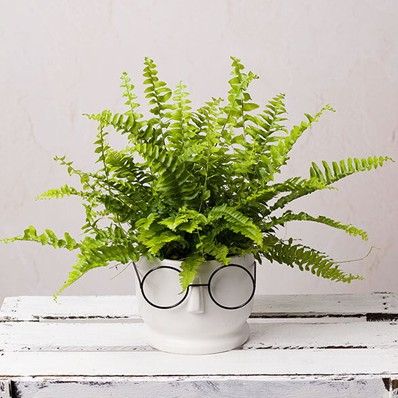 Bunches have green house plants to bring nature into your home!