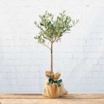 Why not send a tree or a bush?