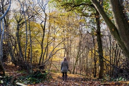 How about a go at Forest Bathing in Sussex?