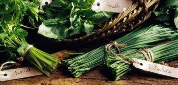 How about an online course:  Learning with Experts:  The Herb Garden