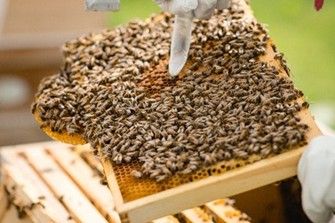 There's a Hiver's London Beekeeping and Beer Tasting Experience for Two in London There's a Hiver's London Beekeeping and Beer Tasting Experience for Two in London