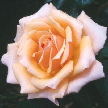 For birthdays, send a tree or bush such as this Fab at 50 Rose Bush