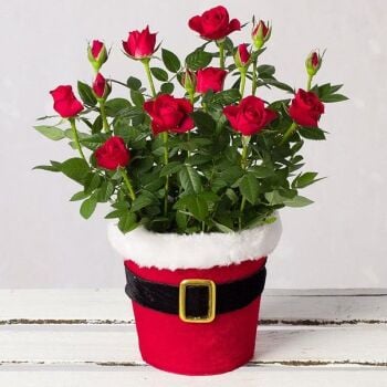 This lovely red Rose plant is delivered in a delightful Santa pot. This lovely red Rose plant is delivered in a delightful Santa pot.