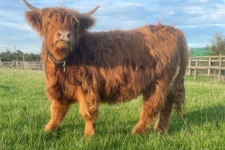 Meet and Greet a Highland Cow in Somerset Meet and Greet a Highland Cow in Somerset