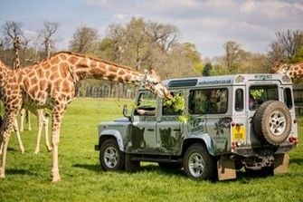 How about a Woburn Safari Park Giraffe Encounter with VIP Safari for up to Four? How about a Woburn Safari Park Giraffe Encounter with VIP Safari for up to Four?