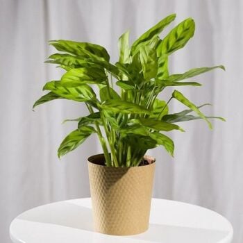 This Calathea Plant is from Bunches This Calathea Plant is from Bunches