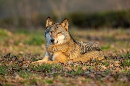 There's a Longleat Wolf and Hyena Pack Encounter with Park Admission for Two with Virgin Experience Days There's a Longleat Wolf and Hyena Pack Encounter with Park Admission for Two with Virgin Experience Days