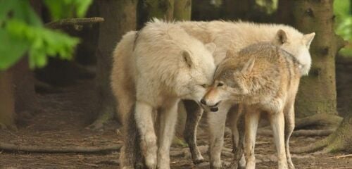 There's a Wild Wolf Feeding Experience for Two at Hoo Zoo in Shropshire There's a Wild Wolf Feeding Experience for Two at Hoo Zoo in Shropshire