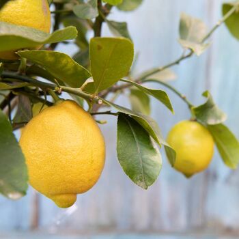 How about sending a Lemon Tree Gift?