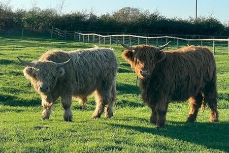 Come and meet Highalnd Cows Fergus and Merida in Somerset!