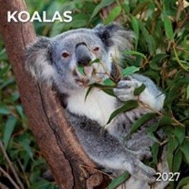 This Koalas Calendar 2027 is available from the Calendar Club