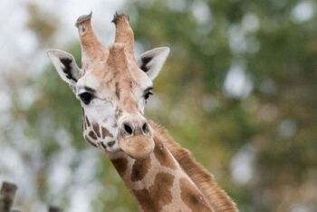 How about a Giraffe Safari for Two at Chessington World of Adventures? How about a Giraffe Safari for Two at Chessington World of Adventures?