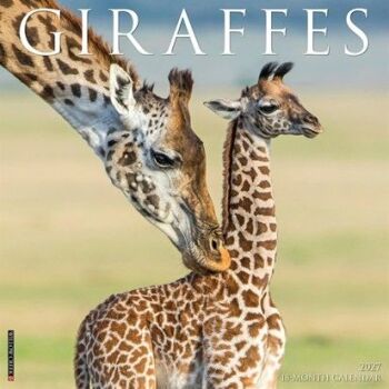 Enjoy beautiful pictures of giraffes in 2027! Enjoy beautiful pictures of giraffes in 2027!