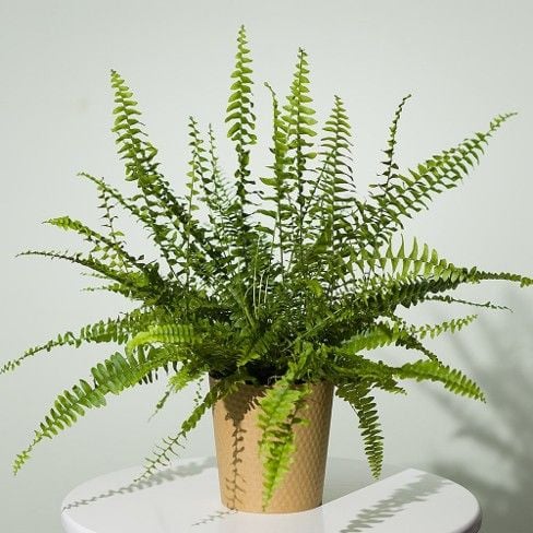 This lovely Boston Fern is from Bunches This lovely Boston Fern is from Bunches