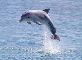 Adopt a dolphin, whale or shark