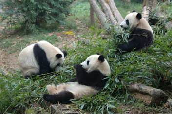 Adopt a panda from Pandas International