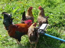 free range chickens on Little Arthur Farm