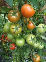 school garden polytunnel