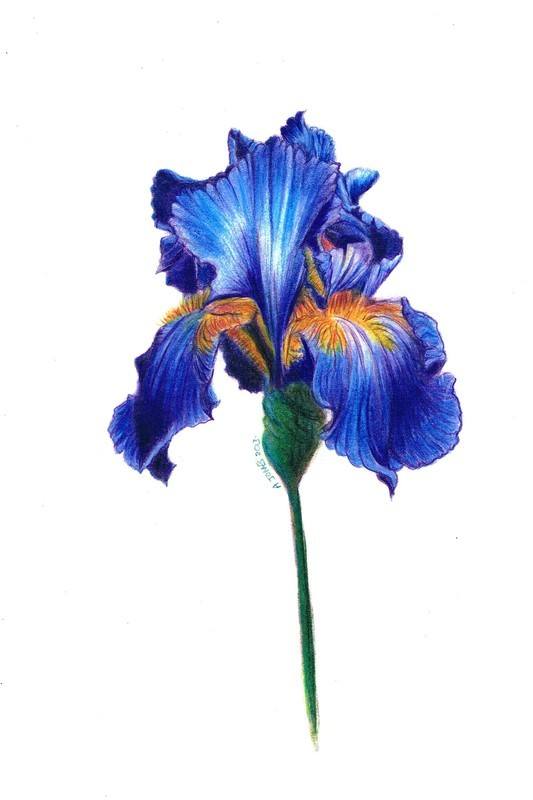 Iris flower coloured pencil drawing