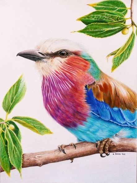 Lilac Breasted Roller coloured pencil drawing