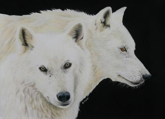 White wolves small