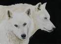 White wolves coloured pencil painting