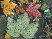 Autumn leaves thumbnail