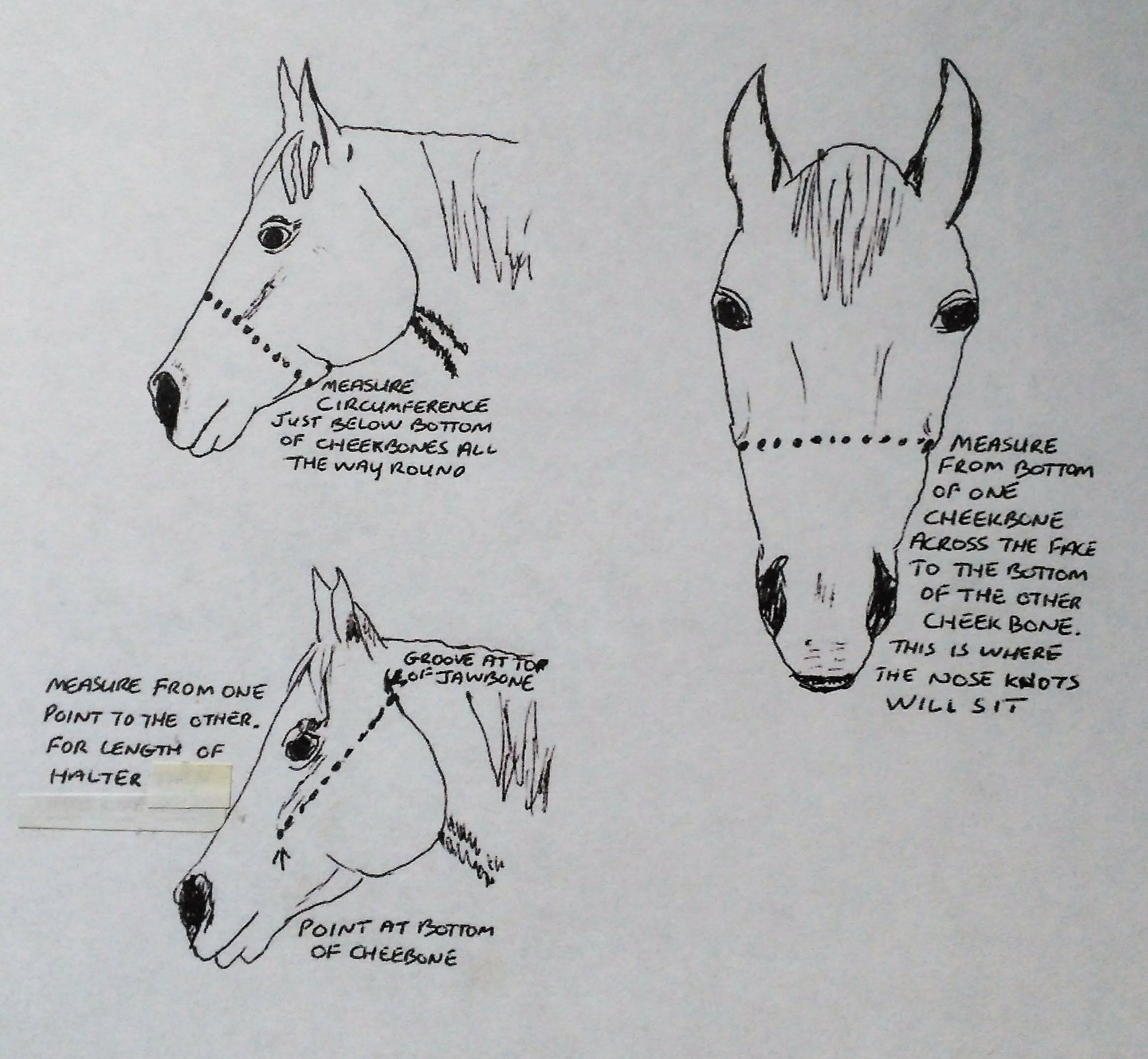 Rope Halter Measurement Chart