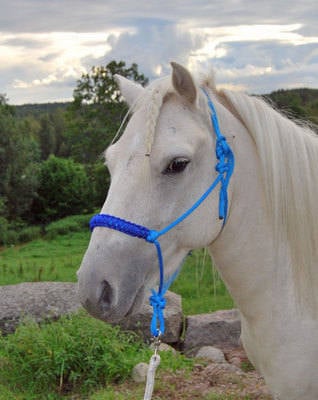 Halter with Covered Noseband