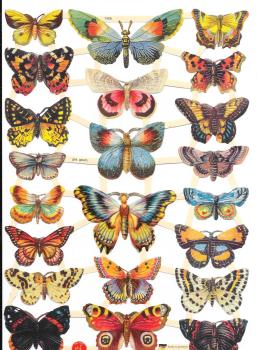 7426 - Butterfly Butterfly's Moth Moths 