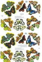 0811 Butterfly Butterflys
