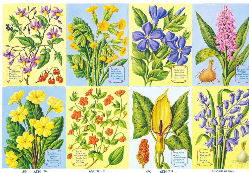  1429A- Woodland Plants Flowers Primrose Bluebell Cowslip
