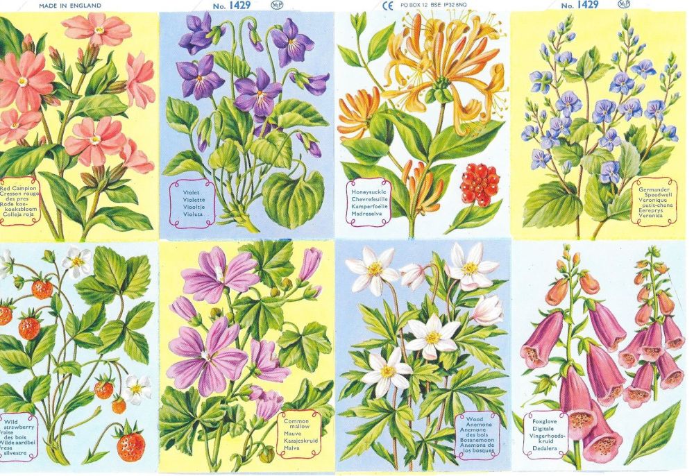  1429B - Woodland Plants Flowers Primrose Violets Honeysuckle